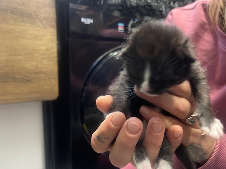 Maine Coon kittens for sale in Portsmouth, Hampshire – 4 weeks old - Image 2 of 3
