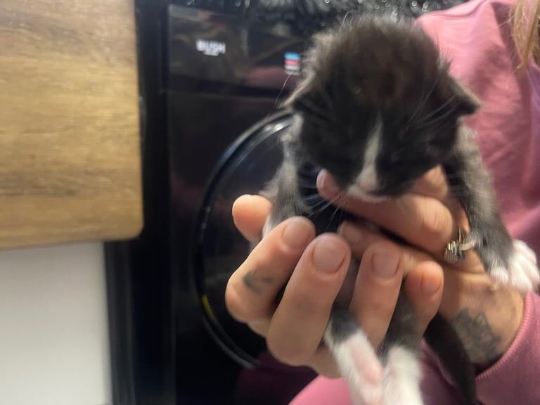 Maine Coon kittens for sale in Portsmouth, Hampshire – 4 weeks old - Image 3 of 3