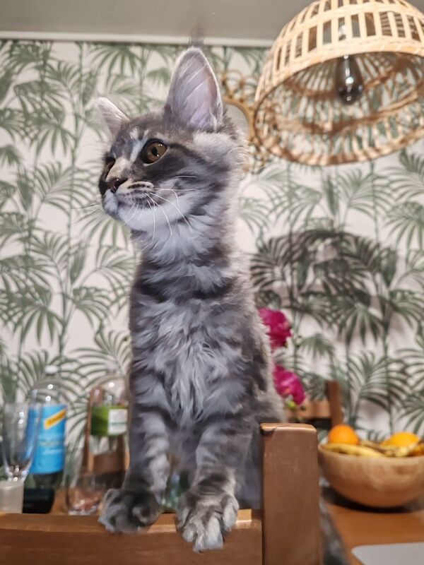 Maine Coon kittens for sale in Craigavon, County Armagh – 3 months old