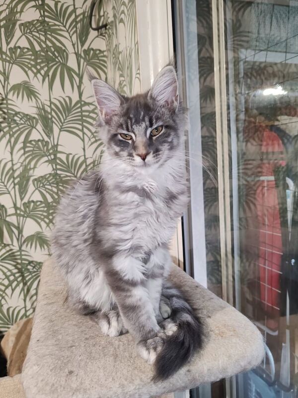 Main coon kittens - Image 2 of 3