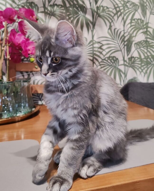 Main coon kittens - Image 3 of 3
