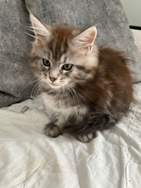 Main coon kittens 2 girls left - Image 2 of 3