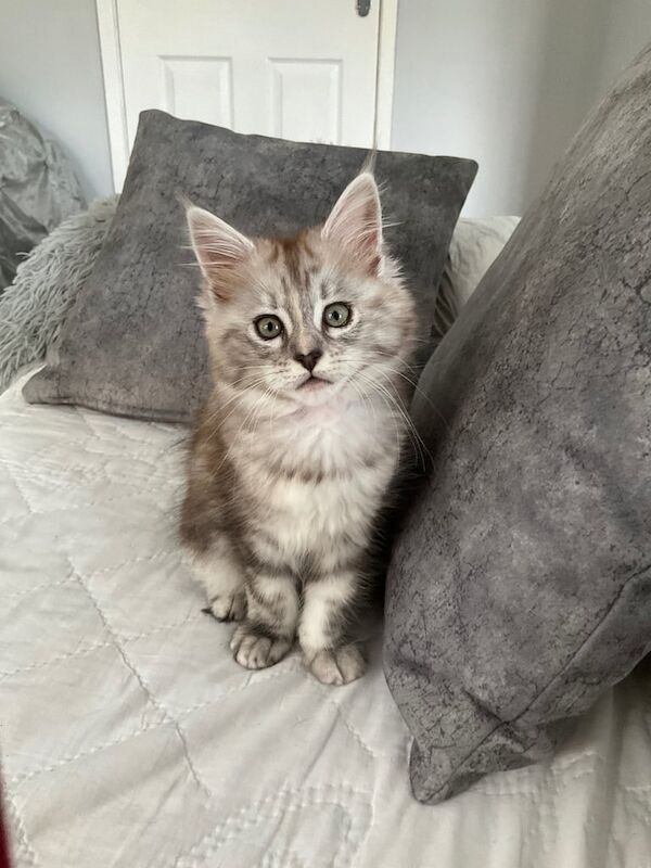 Main coon kittens 2 girls left - Image 3 of 3