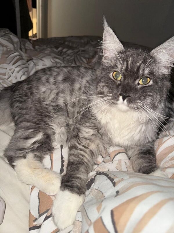 Maine Coon kittens for sale in Falkirk, Stirling and Falkirk – 8 months old