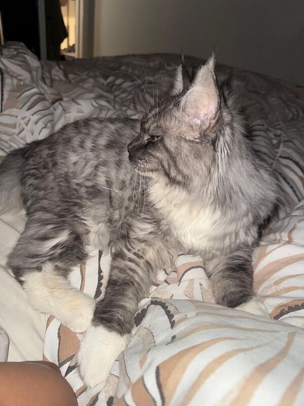 Maine Coon kittens for sale in Falkirk, Stirling and Falkirk – 8 months old - Image 2 of 2