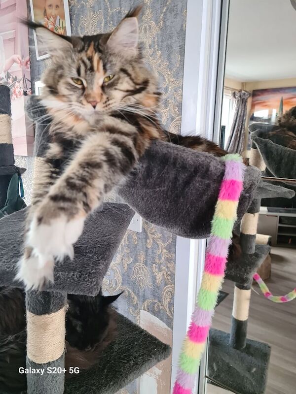 Main coon Tica registered for sale in Dagenham, Greater London