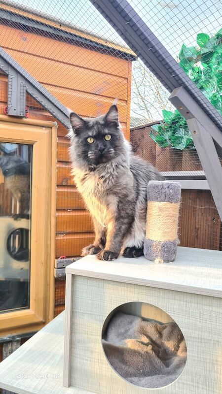 Main coon Tica registered for sale in Dagenham, Greater London | Image 2