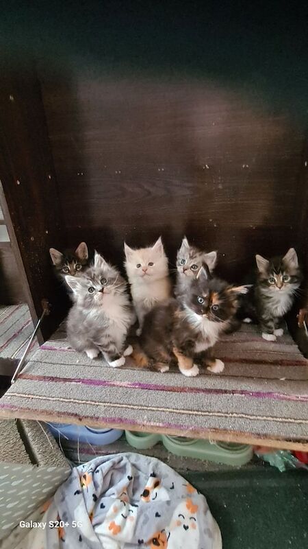 Main coon Tica registered for sale in Dagenham, Greater London | Image 3