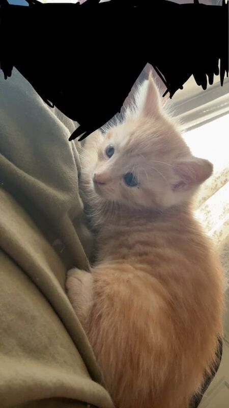 Maine Coon kittens for sale in St George, Bristol – 11 weeks old