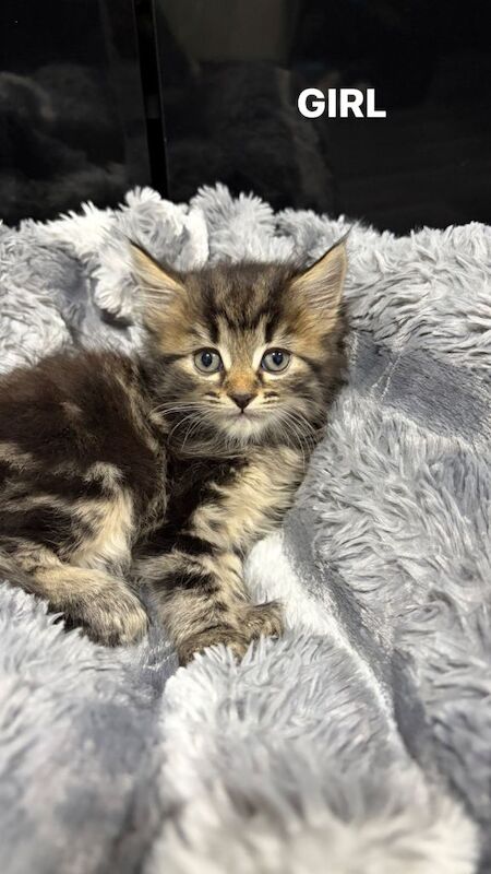 Main Coon x Bengal Kittens Available for their forever home.