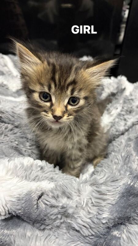Main Coon x Bengal Kittens Available for their forever home. - Image 2 of 3