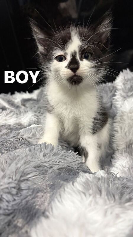 Main Coon x Bengal Kittens Available for their forever home. - Image 3 of 3