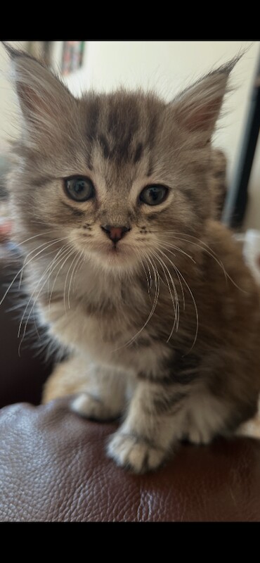 Main Coon X Ragdoll kitten