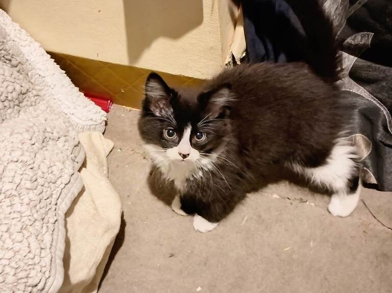 Maine Coon Kittens For Sale Under £300