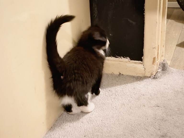 Main coons ready for forever homes - Image 2 of 4