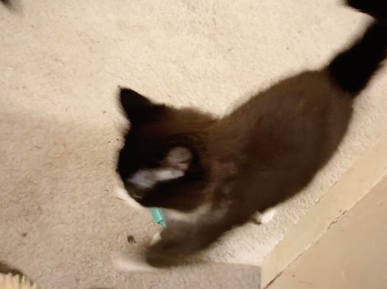 Main coons ready for forever homes - Image 4 of 4