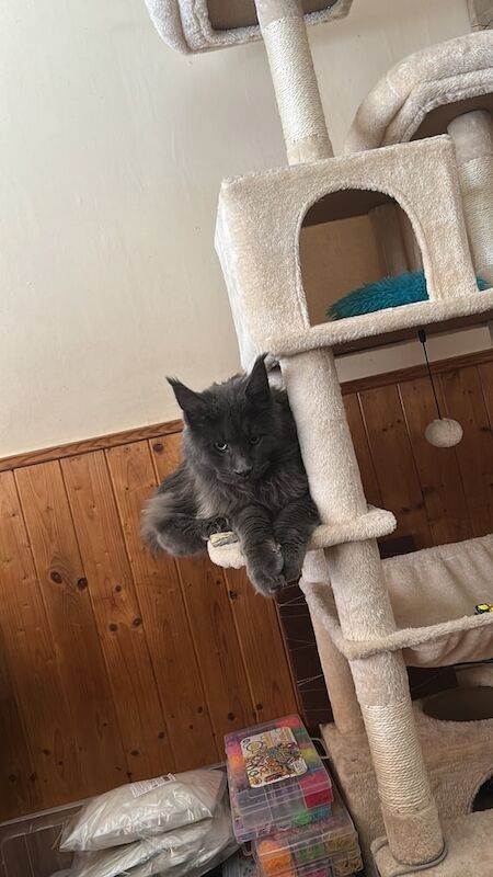 Maine Coon kittens for sale in Sheffield, South Yorkshire – 2 years old - Image 2 of 4