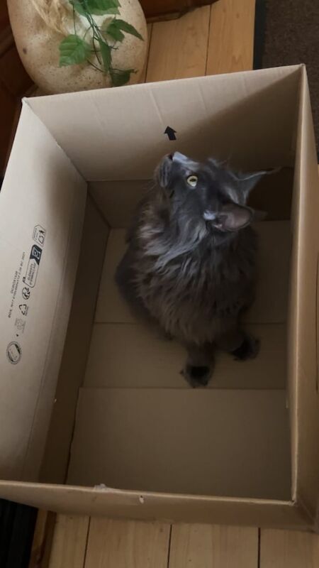 Maine Coon kittens for sale in Sheffield, South Yorkshire – 2 years old - Image 4 of 4