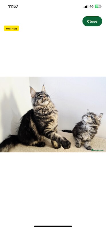Maincoon and ragdoll mix