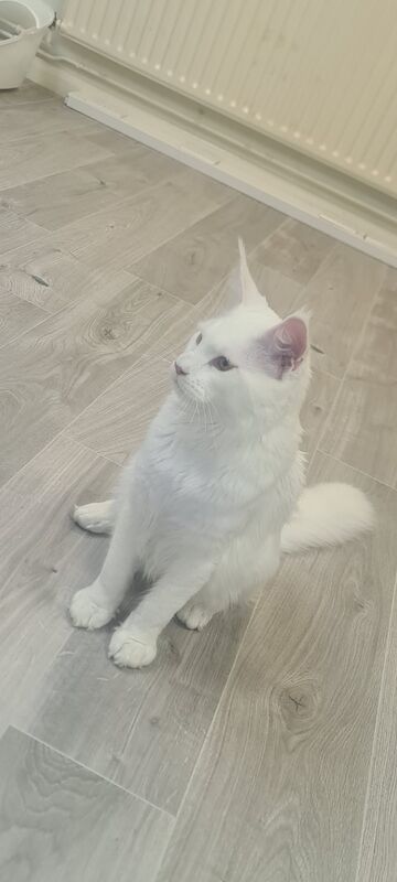Maine Coon kittens for sale in Nottinghamshire – 1 year old - Image 2 of 7