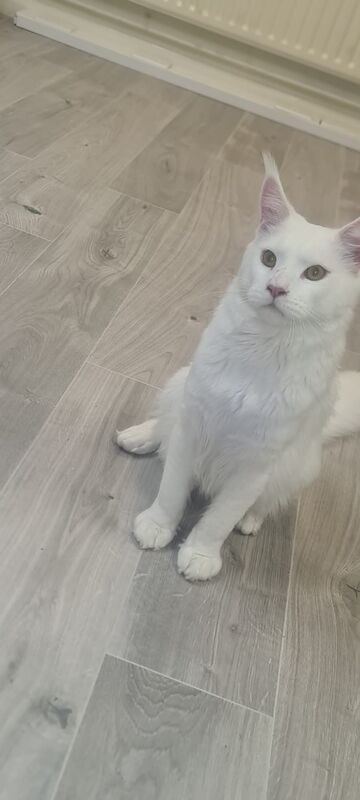 Maine Coon kittens for sale in Nottinghamshire – 1 year old - Image 4 of 7