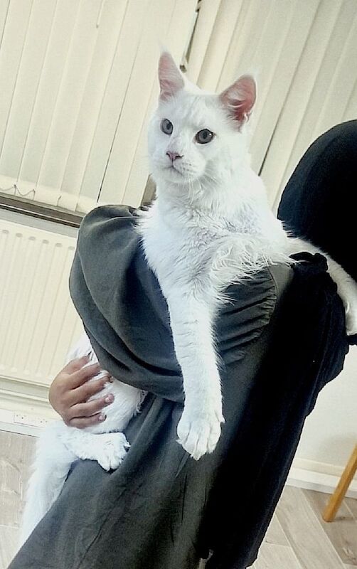 Maine Coon kittens for sale in Nottinghamshire – 1 year old - Image 7 of 7
