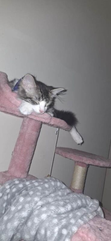 Maine Coon Kittens For Sale Under £300