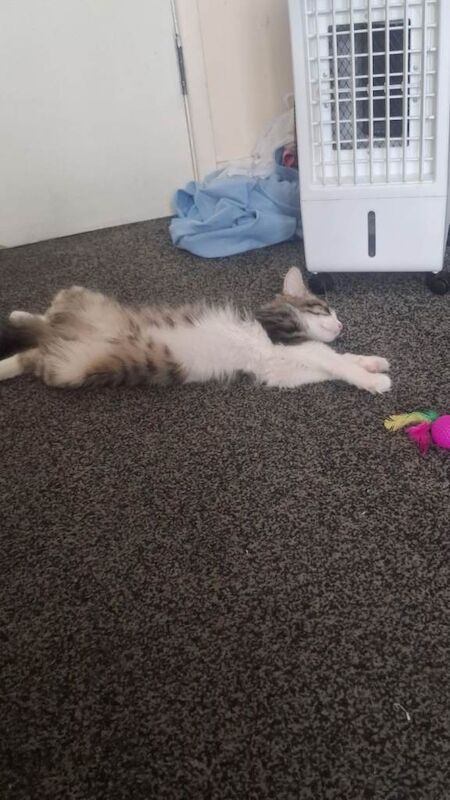 Maine Coon kittens for sale in Erdington, West Midlands – 11 months old - Image 2 of 3