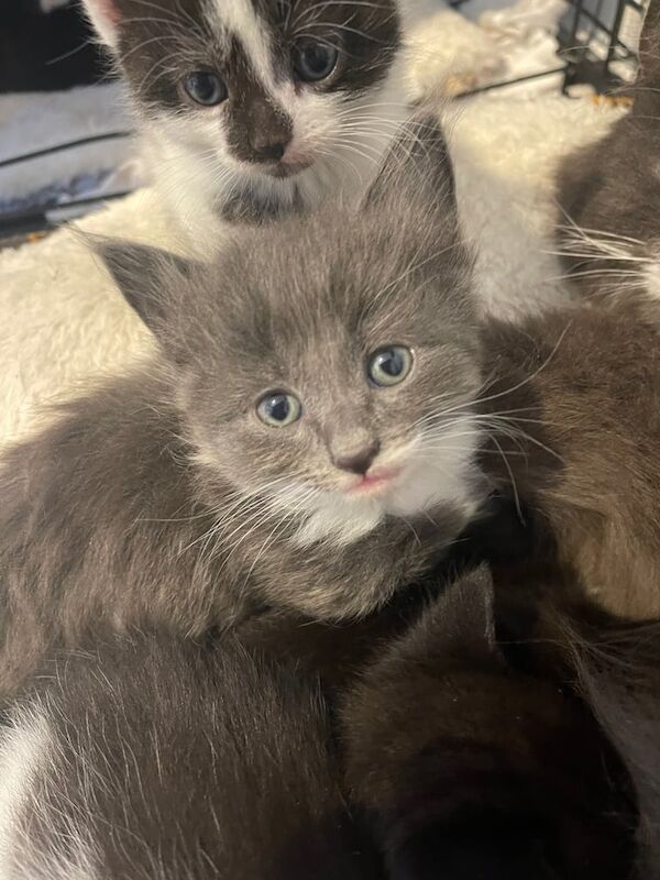 Maine Coon kittens for sale in Pevensey, East Sussex – 10 months old - Image 2 of 3