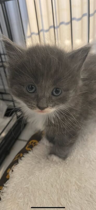 Maine Coon kittens for sale in Pevensey, East Sussex – 10 months old - Image 3 of 3