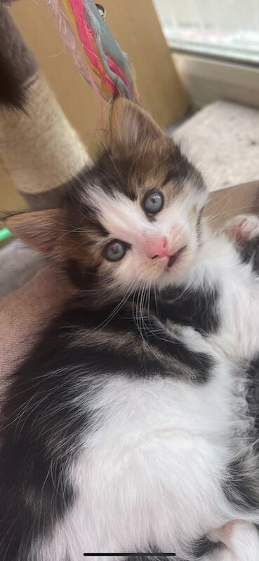 Maine Coon kittens for sale in Pevensey, East Sussex – 6 weeks old