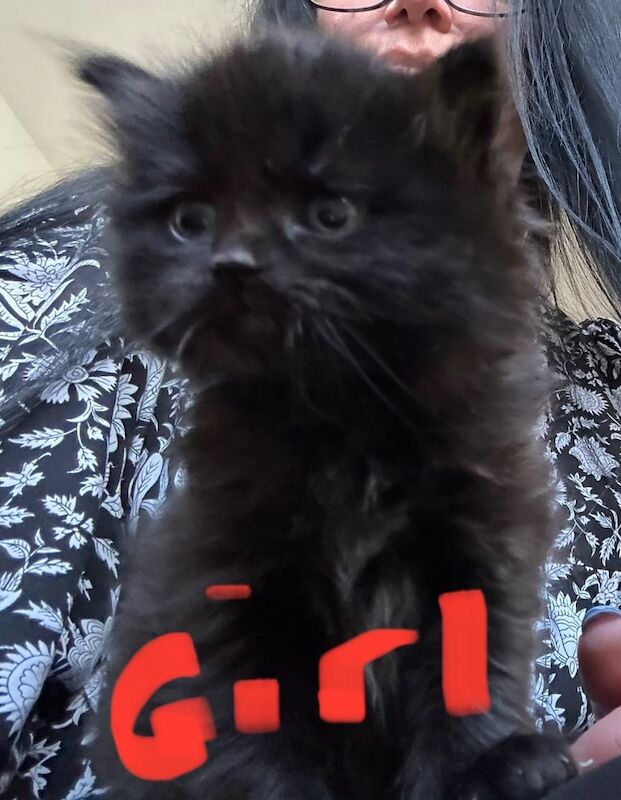 Maincoon cross kittens for sale in Great Missenden, Buckinghamshire