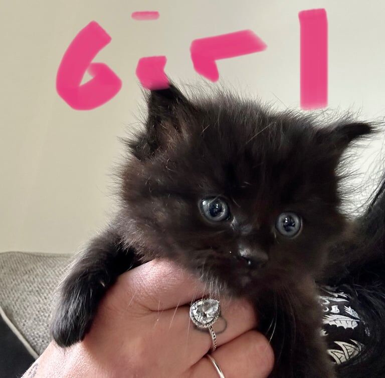 Maincoon cross kittens for sale in Great Missenden, Buckinghamshire | Image 2