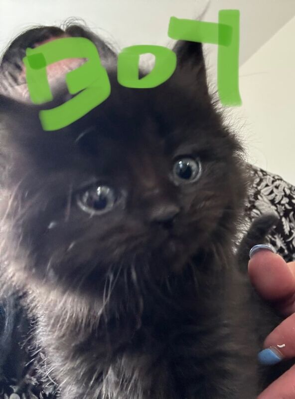 Maincoon cross kittens for sale in Great Missenden, Buckinghamshire | Image 3