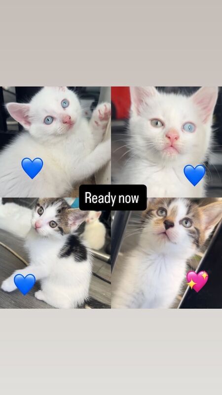 Maine Coon kittens for sale in Kidderminster, Worcestershire – 3 months old