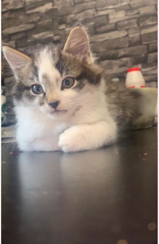 Maincoon Kitten for sale in Hackney, Greater London