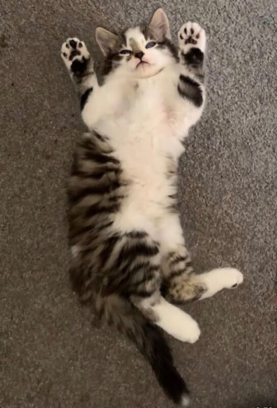 Maincoon Kitten for sale in Hackney, Greater London - Image 2