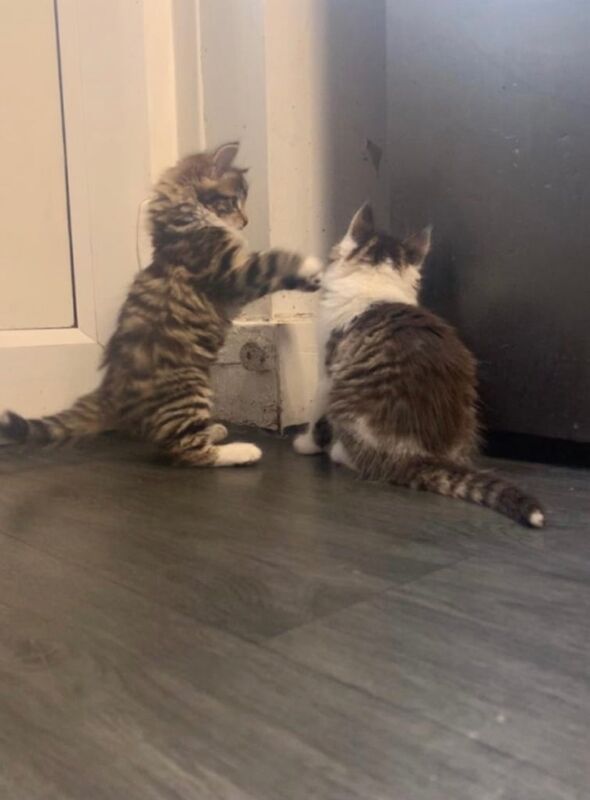 Maincoon Kitten for sale in Hackney, Greater London - Image 3