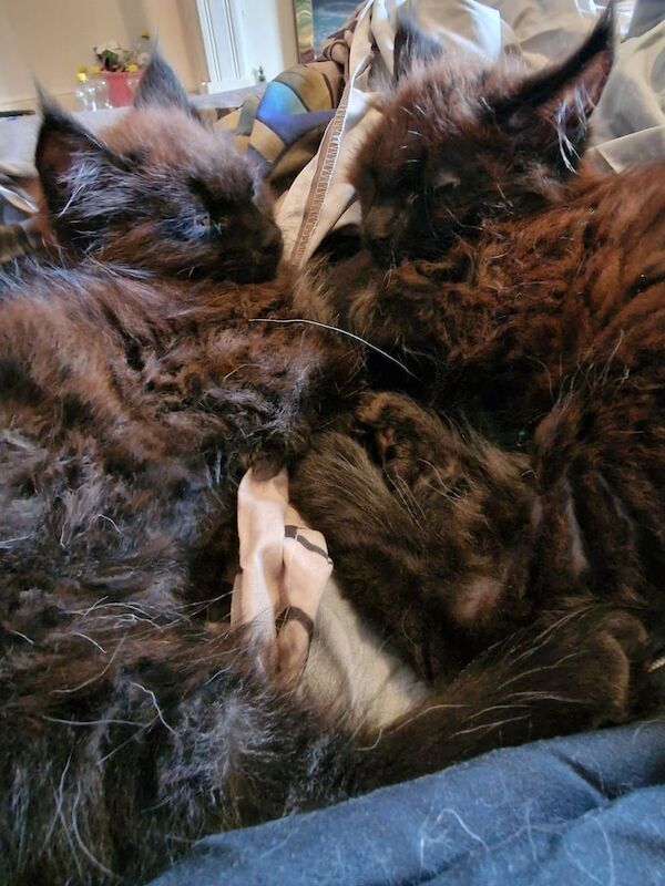 Maine Coon kittens for sale in Blyth, Northumberland – 11 weeks old