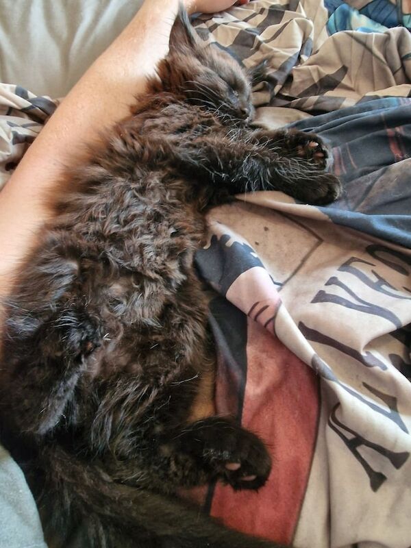 Maine Coon kittens for sale in Blyth, Northumberland – 11 weeks old - Image 2 of 3