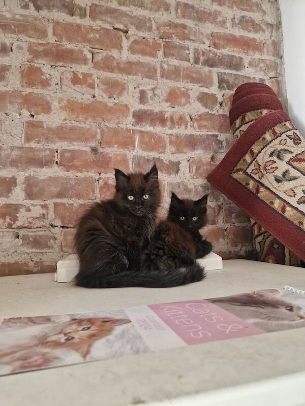 Maine Coon kittens for sale in Blyth, Northumberland – 11 weeks old - Image 3 of 3