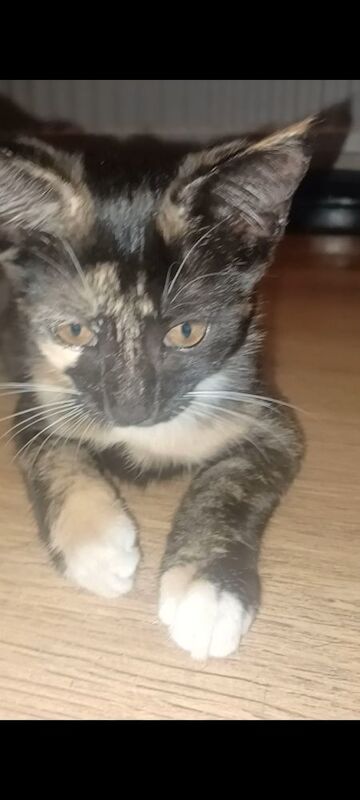 Maine Coon kittens for sale in Rotherham, South Yorkshire – 11 weeks old