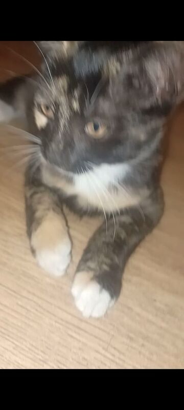 Maine Coon kittens for sale in Rotherham, South Yorkshire – 6 months old - Image 3 of 9