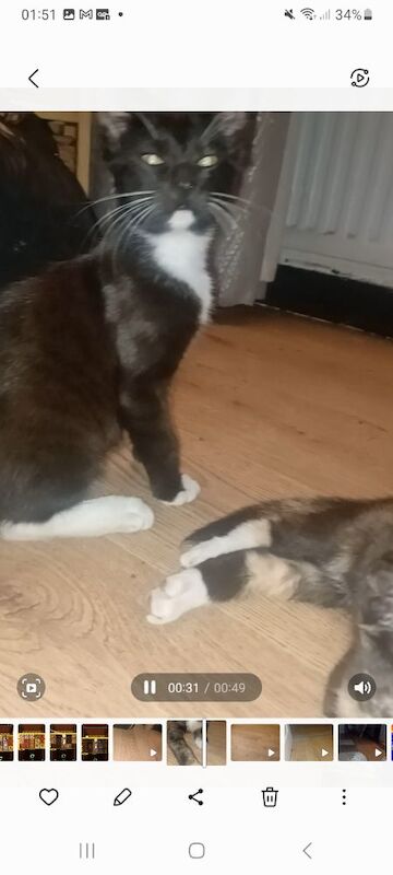 Maine Coon kittens for sale in Rotherham, South Yorkshire – 6 months old - Image 4 of 9