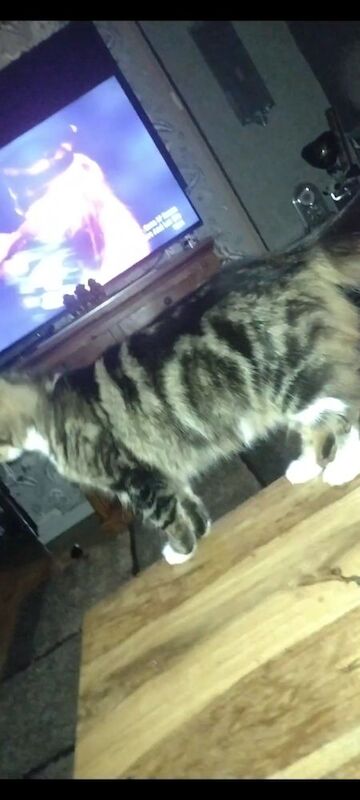 Maine Coon kittens for sale in Rotherham, South Yorkshire – 6 months old - Image 7 of 9