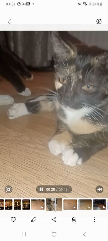 Maine Coon kittens for sale in Rotherham, South Yorkshire – 6 months old - Image 8 of 9