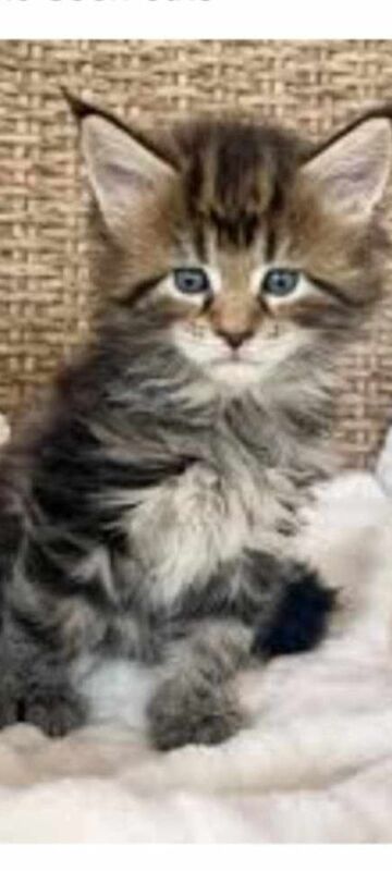 Maine Coon kittens for sale in Rotherham, South Yorkshire – 6 months old - Image 9 of 9