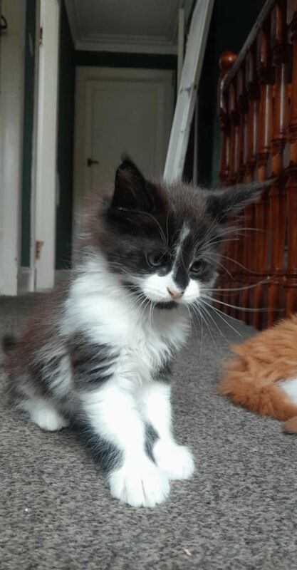 Maincoon kittens for sale in Darvel, Ayrshire and Arran