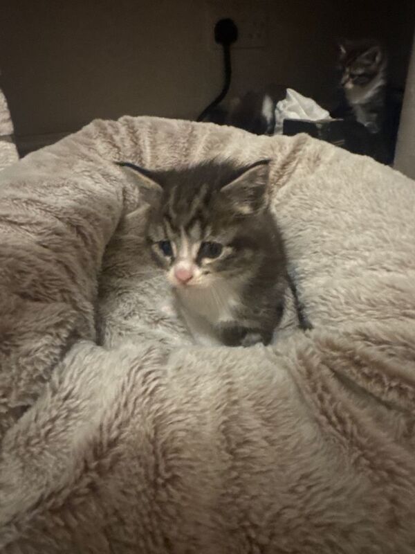 Maine Coon kittens for sale in Rochester, Kent – 4 weeks old