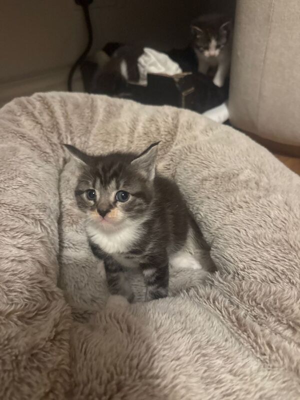 Maine Coon kittens for sale in Rochester, Kent – 4 weeks old - Image 2 of 5